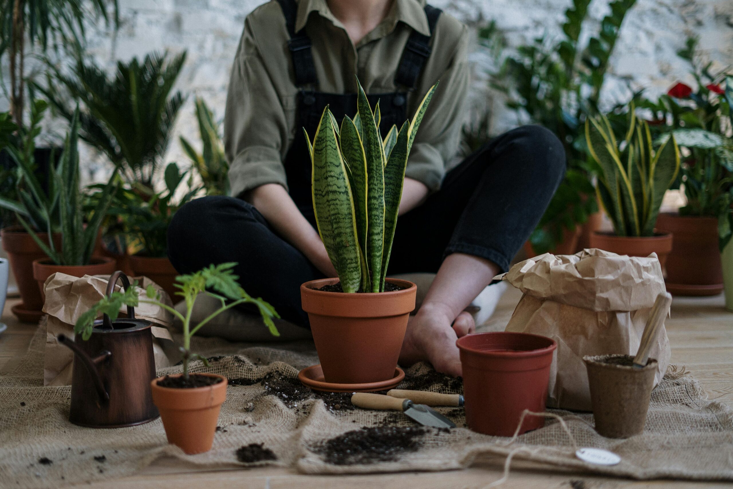 Indoor plants like snake plant and lavender in pots