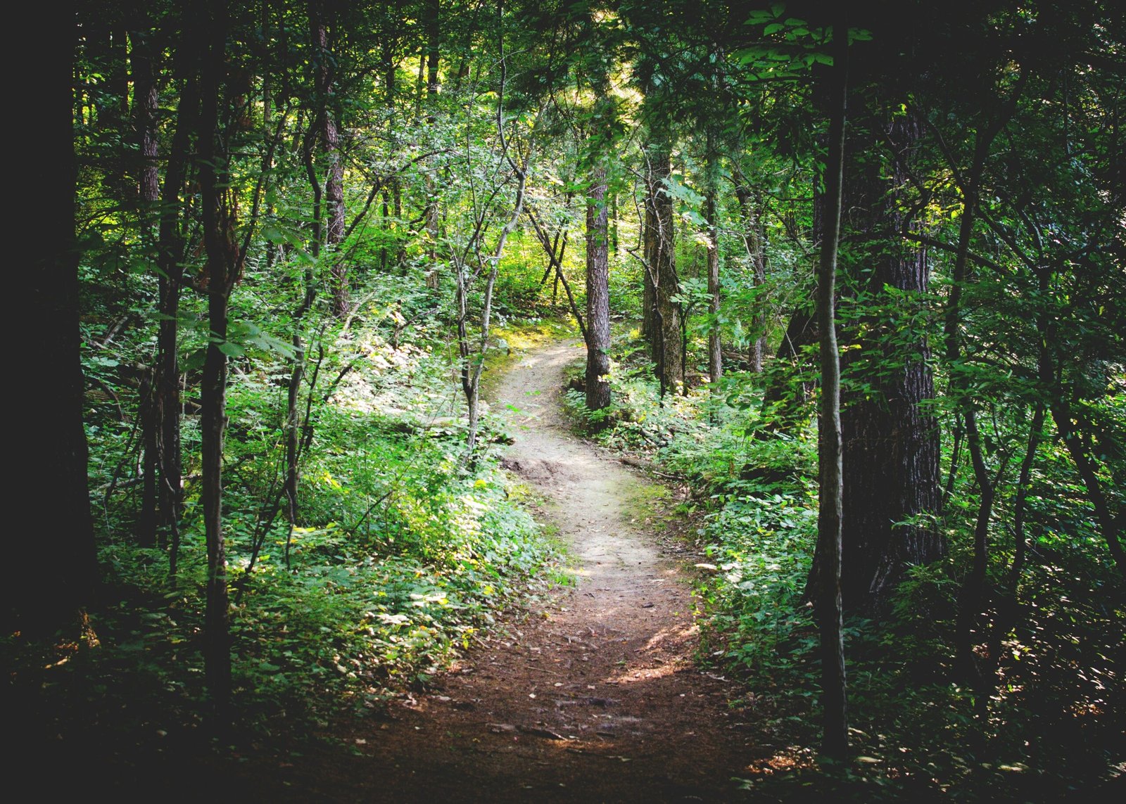 A serene pathway surrounded by greenery for taking mindful walks