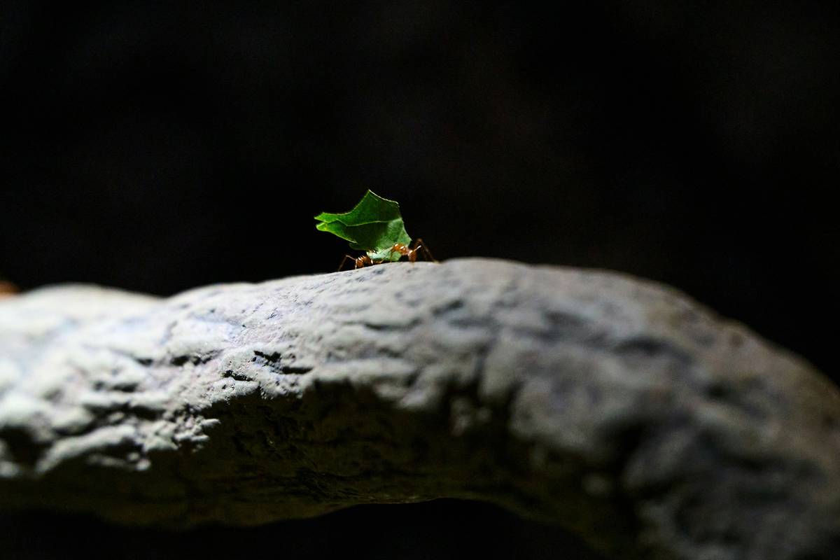 Person working focused on laptop without distractions
