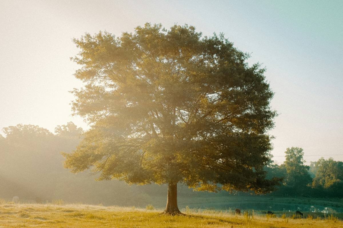 Zen Mindfulness for Beginners: Simple Daily Habits That Actually Work