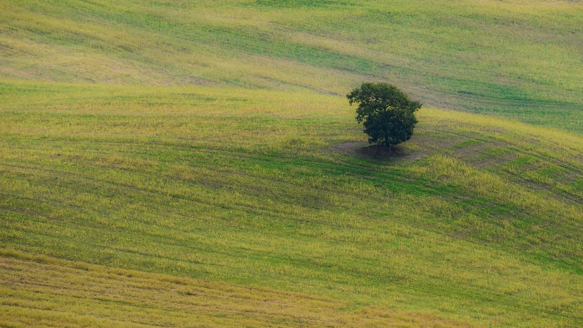 Single tree in a yellow and green colored field