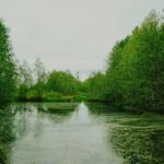 Zen Habits for Mental Clarity: 3 Deceptively Simple Routines That Rewire Your Brain