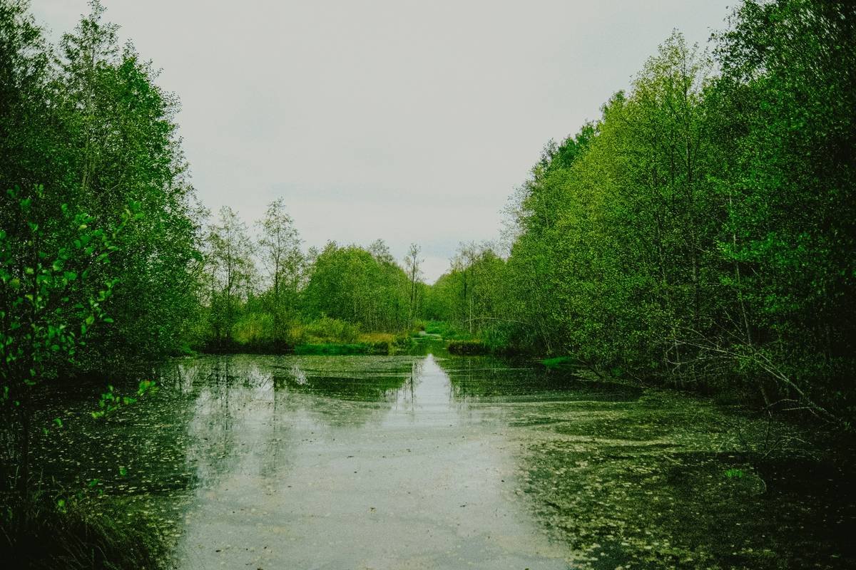 Zen Habits for Mental Clarity: 3 Deceptively Simple Routines That Rewire Your Brain